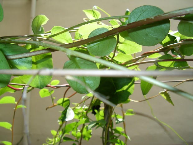 アカザカズラ1 - Anredera Cordifolia 1