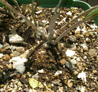 アカザカズラ2 - Anredera Cordifolia 2