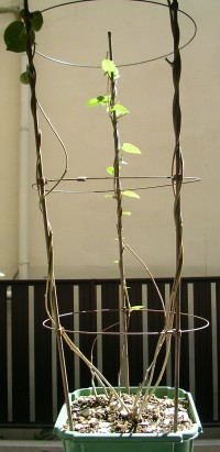 アカザカズラ2 - Anredera Cordifolia2