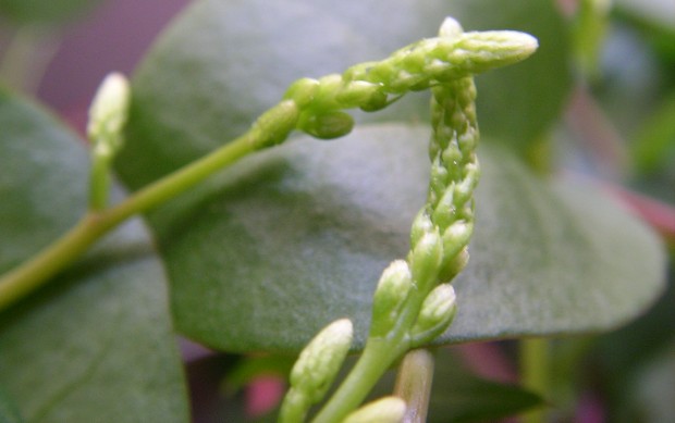 アカザカズラの花芽 - The Flower Bud of Anredera Cordifolia