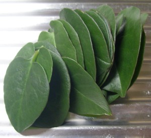 アカザカズラの葉っぱ - Leaves of Anredera Cordifolia