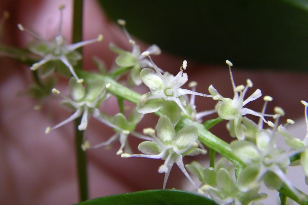 アカザカズラの花 - Anredera cordifolia flowers