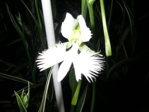 Sagisou - orquídea pequena