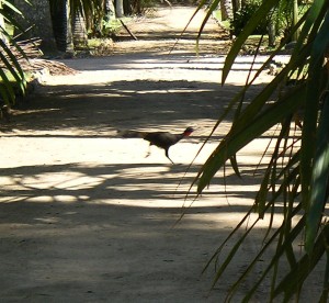 庭園内にいる鳥 - Bird in Jardim Botânico