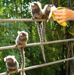 ポン・ジ・アスーカルの猿たち - Monkies at Sugar Loaf