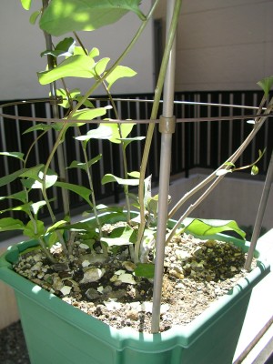 アカザカズラのツル - Anredera cordifolia