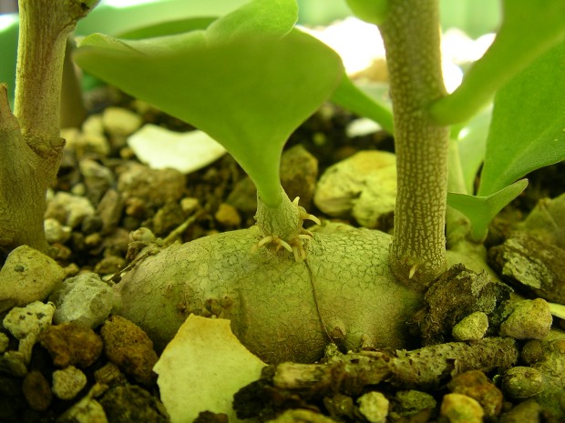 アカザカズラの根 - Anredera cordifolia