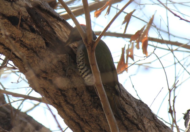 アオゲラ - Japanese Green Woodpecker