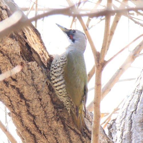 アオゲラ - Japanese Green Woodpecker