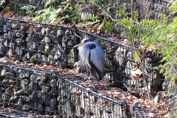 砧公園の蒼鷺 - Grey Heron at Kinuta Park in Tokyo