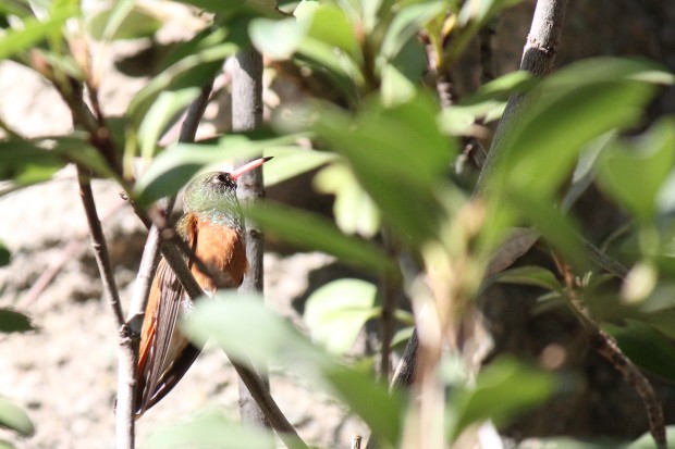 ハチドリ - Hummingbird