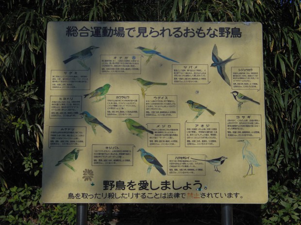 大蔵運動公園の野鳥 - Birds in Ookura Undou Park