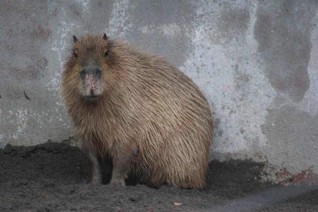 カピバラ - Capybara