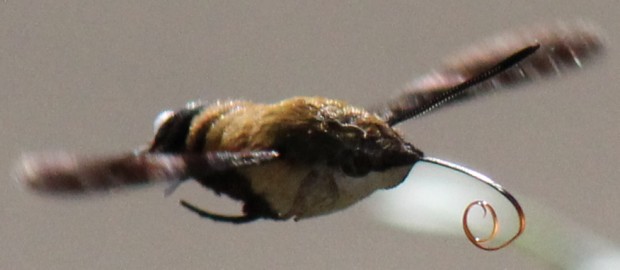 オオスカシバ - Cephonodes hylas