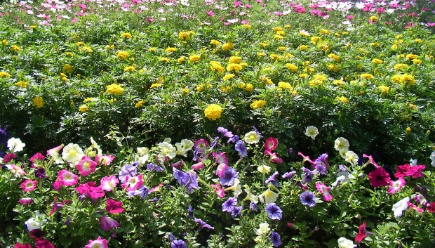大蔵運動公園の花 - Flowers in Ookura Undou Park