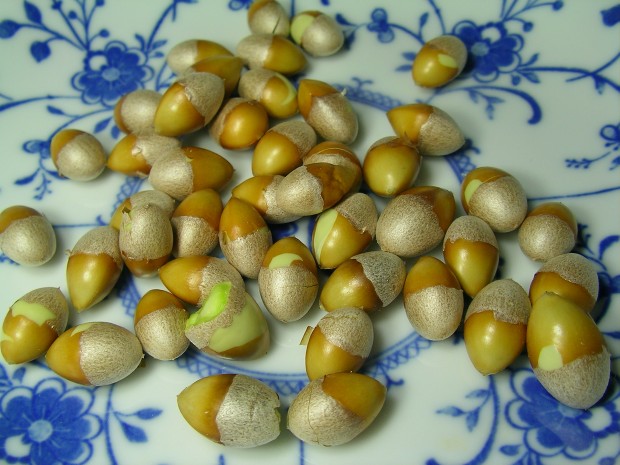 銀杏の殻むき - Shelling Ginkgo Nuts