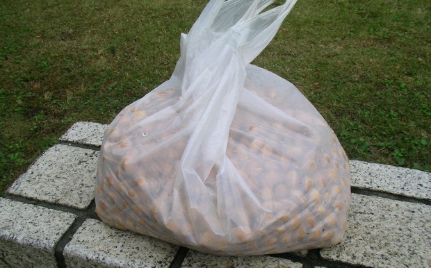 砧公園で銀杏拾い - Getting ginkgo nuts in kinuta park in Japan