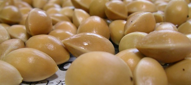 銀杏 - Ginkgo nuts