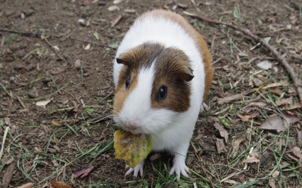 モルモット - Guinea Pig