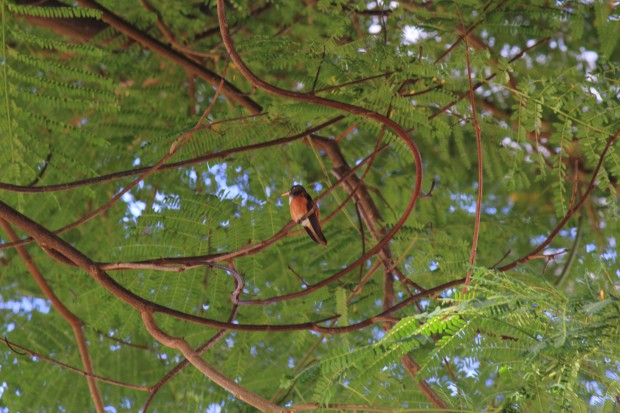 ハチドリ - Hummingbird