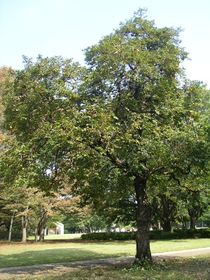 砧公園の柿の木 - Persimmon tree in Kinuta Park