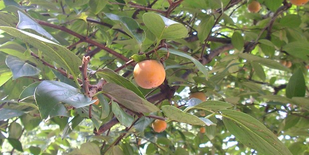 砧公園の柿の木 - Persimmon tree in Kinuta Park