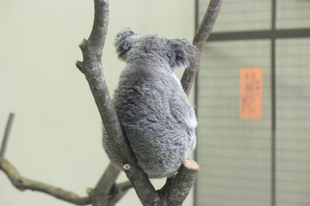 コアラ - Koala