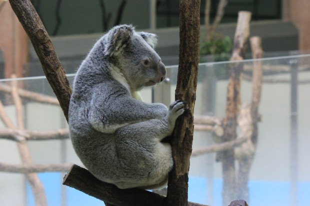 コアラ - Koala