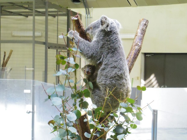 コアラの赤ちゃんパピー - Papie, Koala Baby
