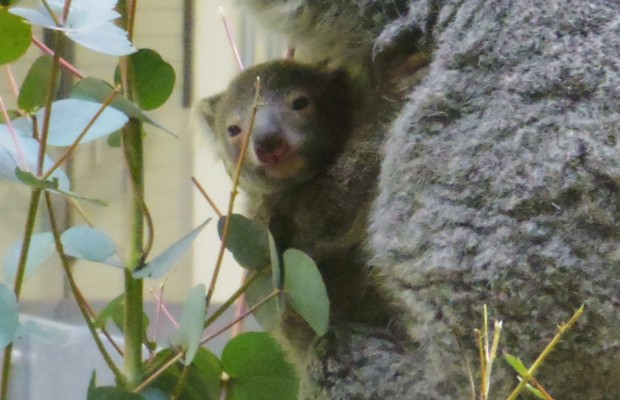 コアラの赤ちゃんパピー - Papie, Koala Baby