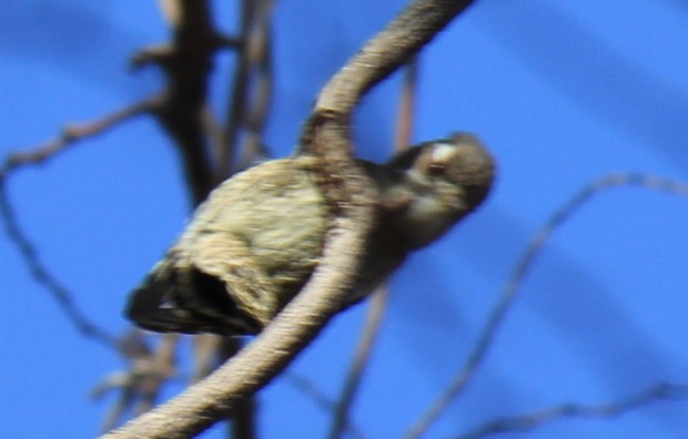 コゲラ - Japanese Pygmy Woodpecker