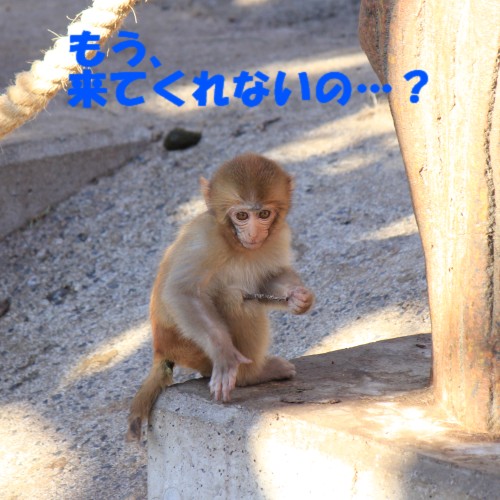 サルの赤ちゃん - Monkey Baby