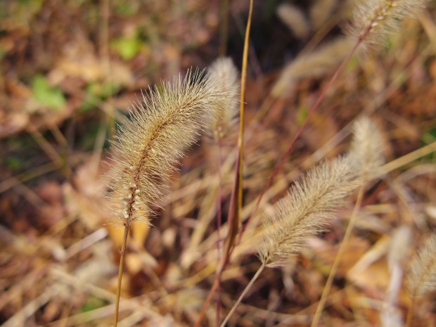 ネコジャラシ - Foxtail Grass