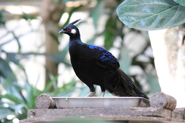 パラワンコクジャク - Palawan Peacock-Pheasant