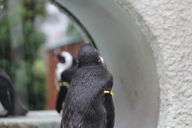 ペンギン - Penguin