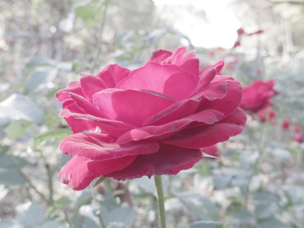 バラ - Rose