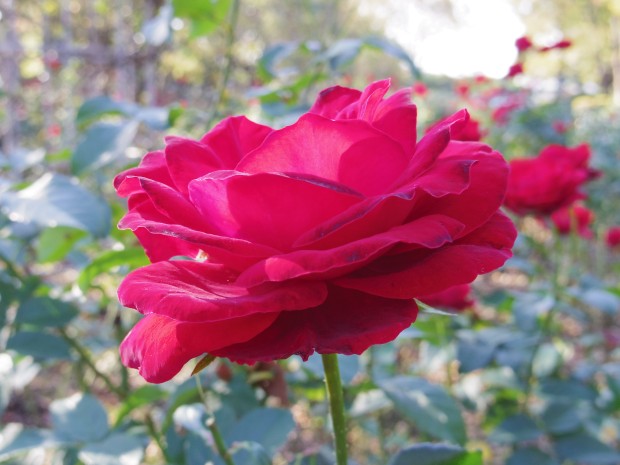 赤いバラ - Red Rose