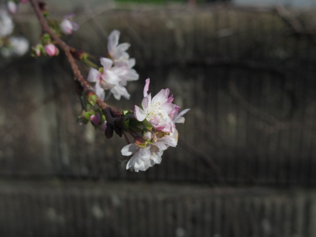 桜 - Cherry blossom flower
