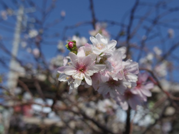 桜 - Cherry blossom flower