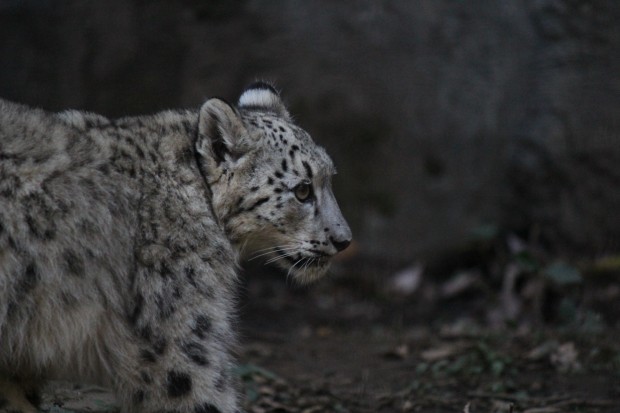 ユキヒョウ - Snow Leopard