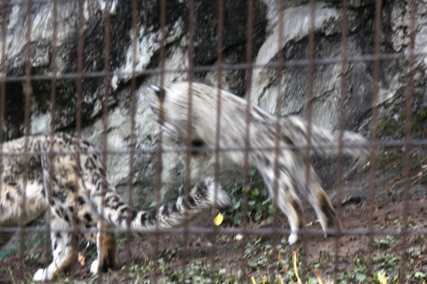ユキヒョウ - Snow Leopard