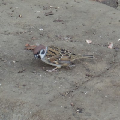 雀 - Sparrow