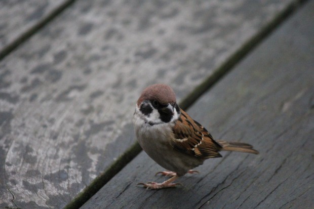 スズメ - Sparrow