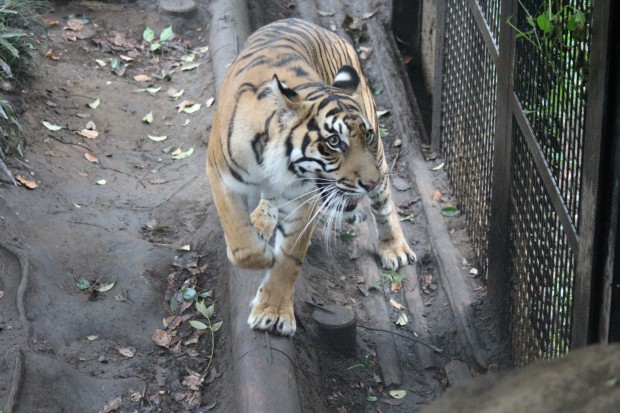 スマトラトラ - Sumatran Tiger