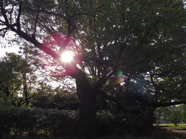 木 - Tree