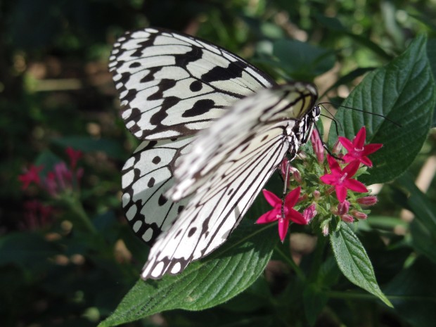オオゴマダラ - Tree nymph butterfly