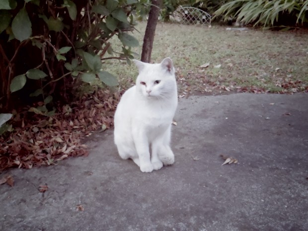 白い野良猫 - White Cat