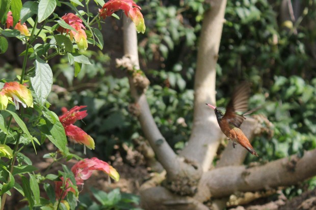 多摩動物公園のチャムネエメラルドハチドリ - Amazilia hummingbird in Tama zoological park