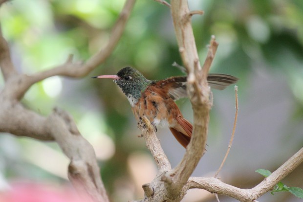多摩動物公園のチャムネエメラルドハチドリ - Amazilia hummingbird in Tama zoological park