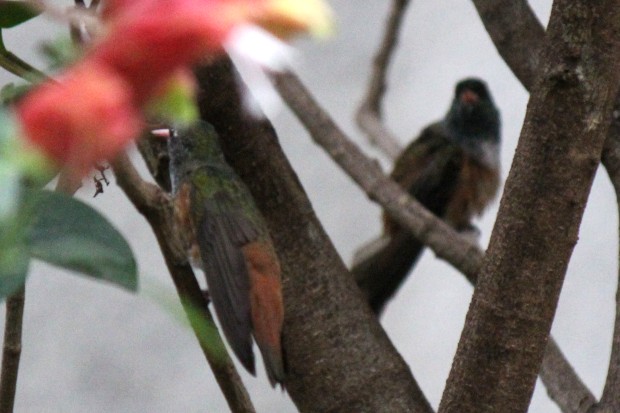 多摩動物公園のハチドリのつがい - Amazilia hummingbirds in Tama zoological park